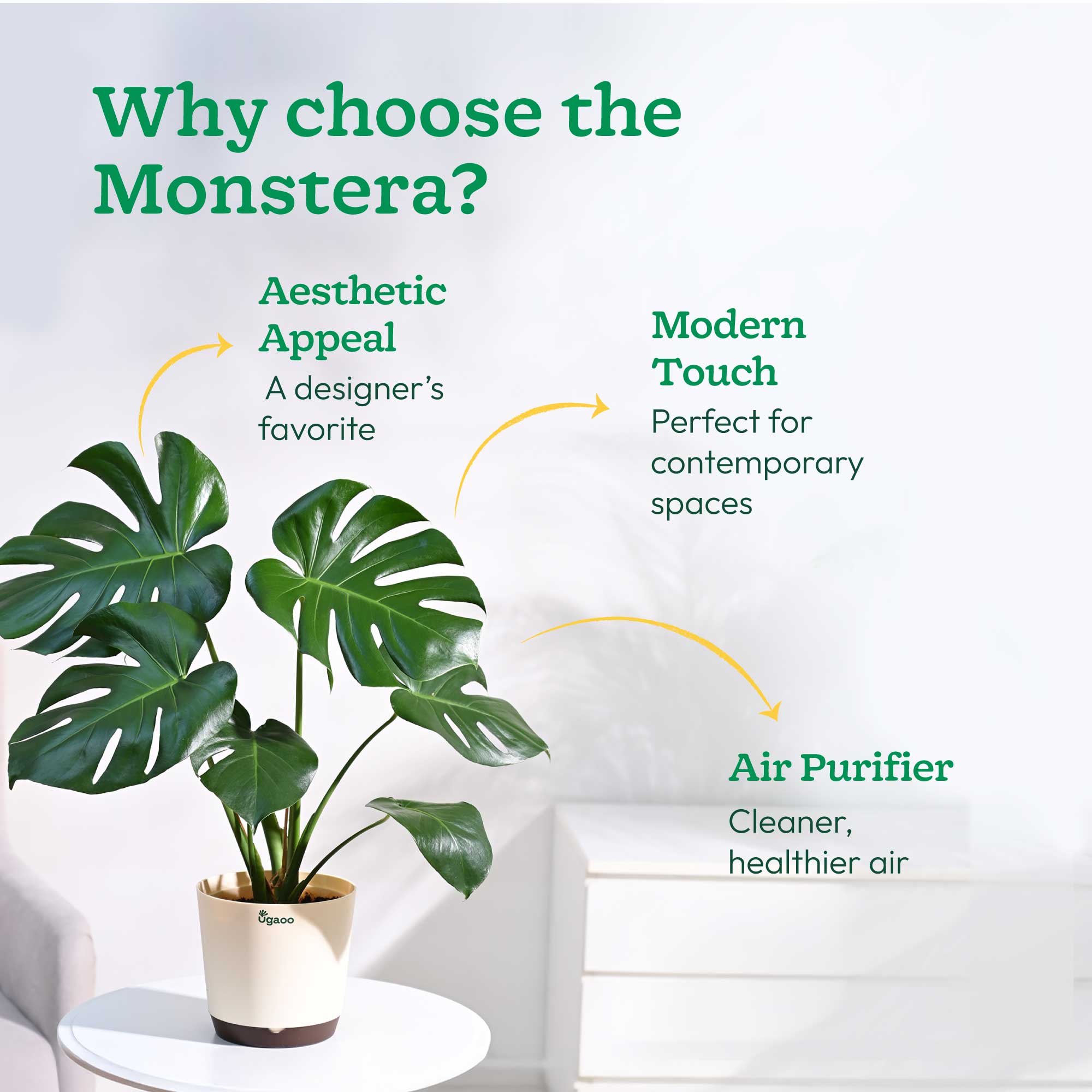 Monstera Deliciosa Plant - Image 54