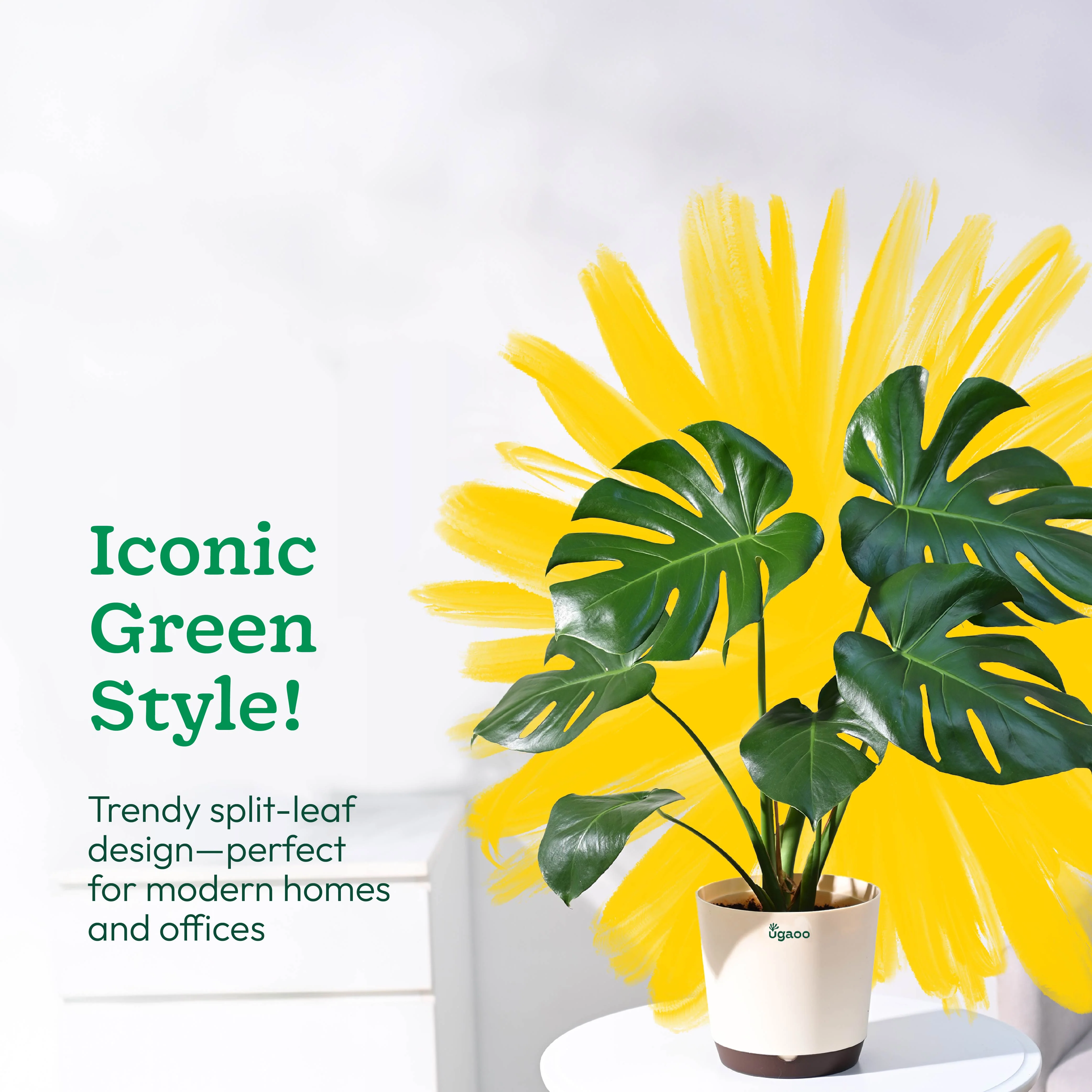 Monstera Deliciosa Plant - Image 62