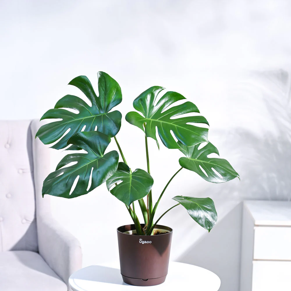 Monstera Deliciosa Plant - Image 8