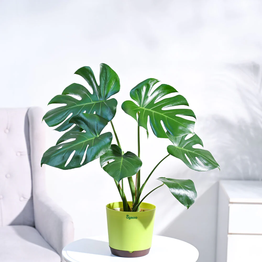 Monstera Deliciosa Plant - Image 9