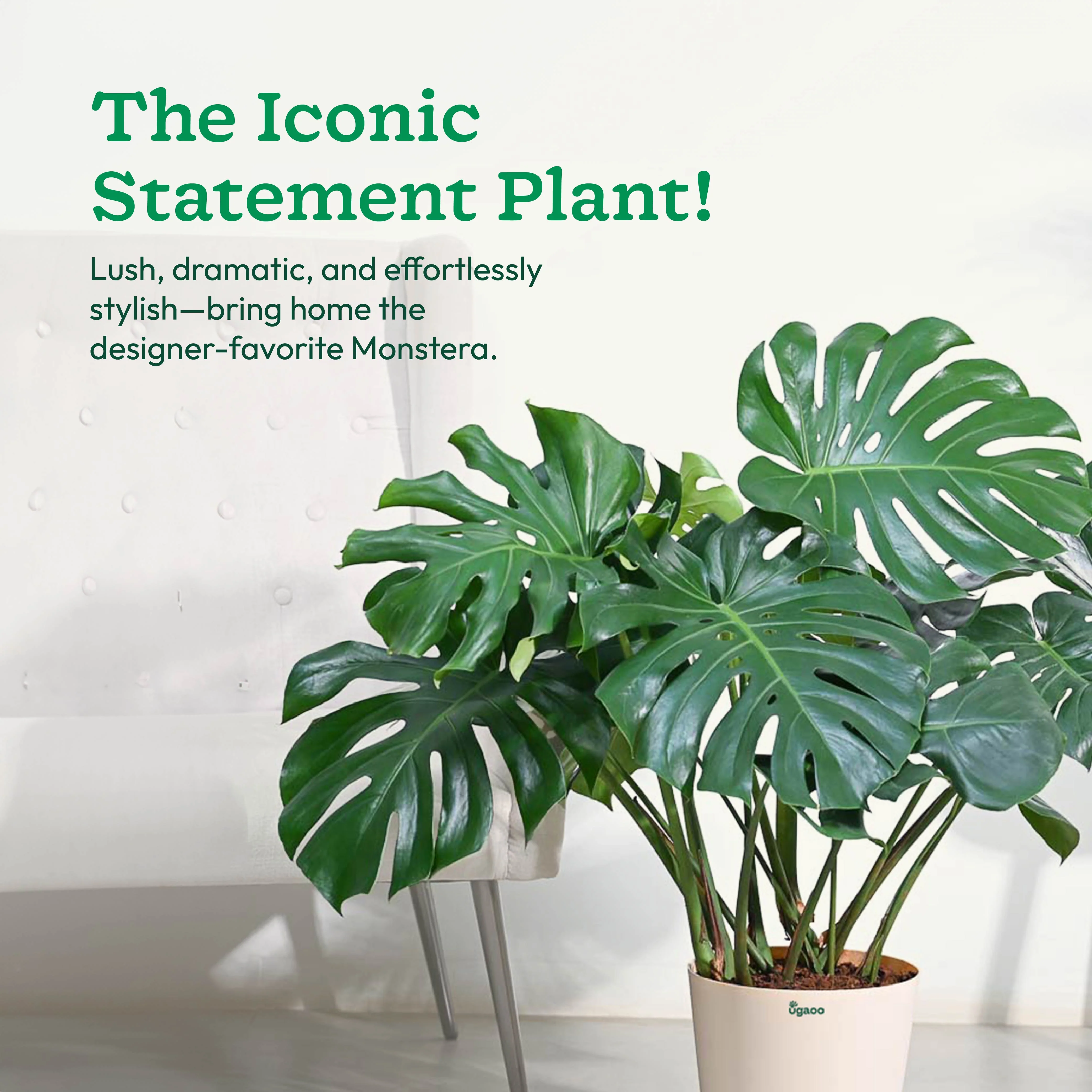 Monstera Deliciosa Plant - XL - Image 3