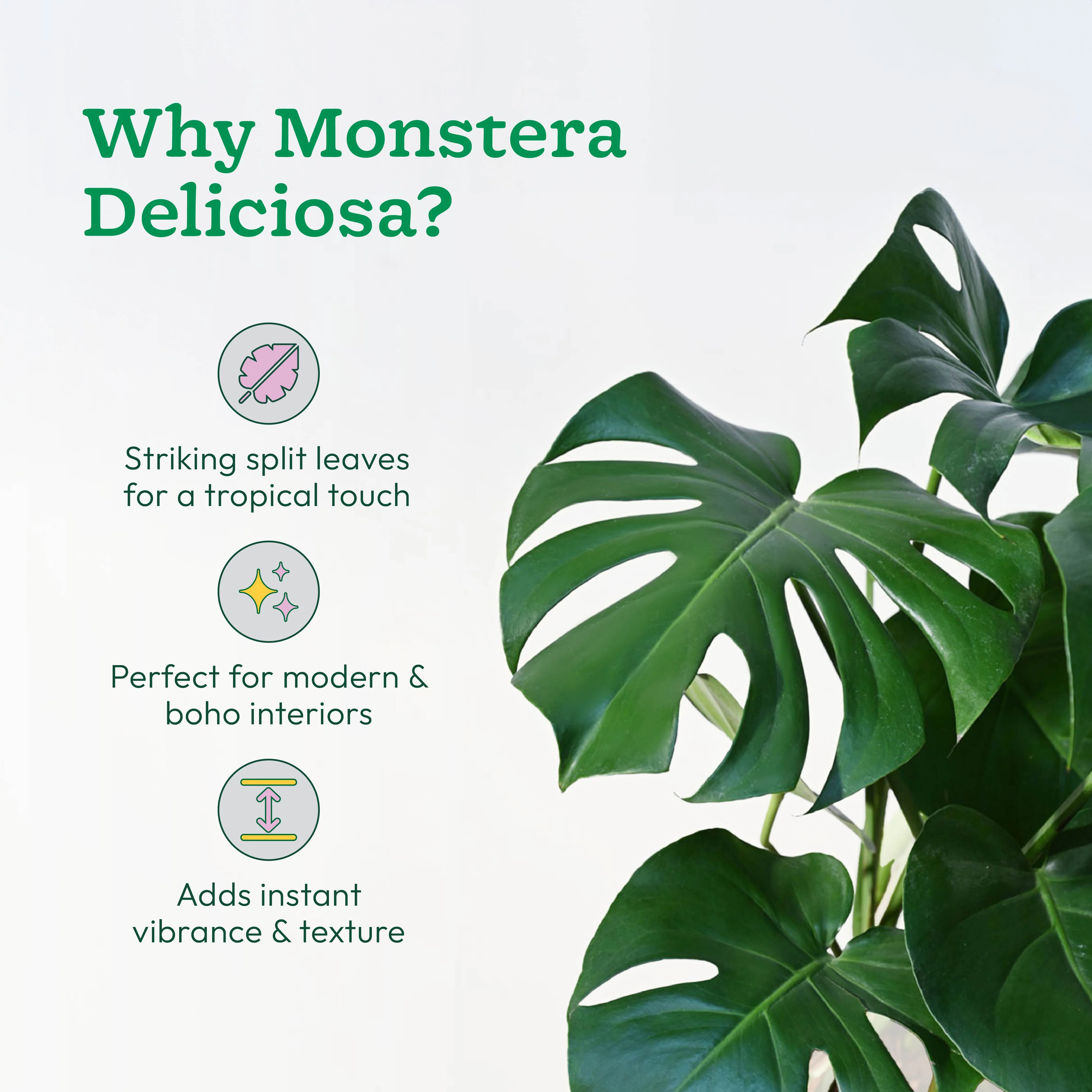 Monstera Deliciosa Plant - XL - Image 4