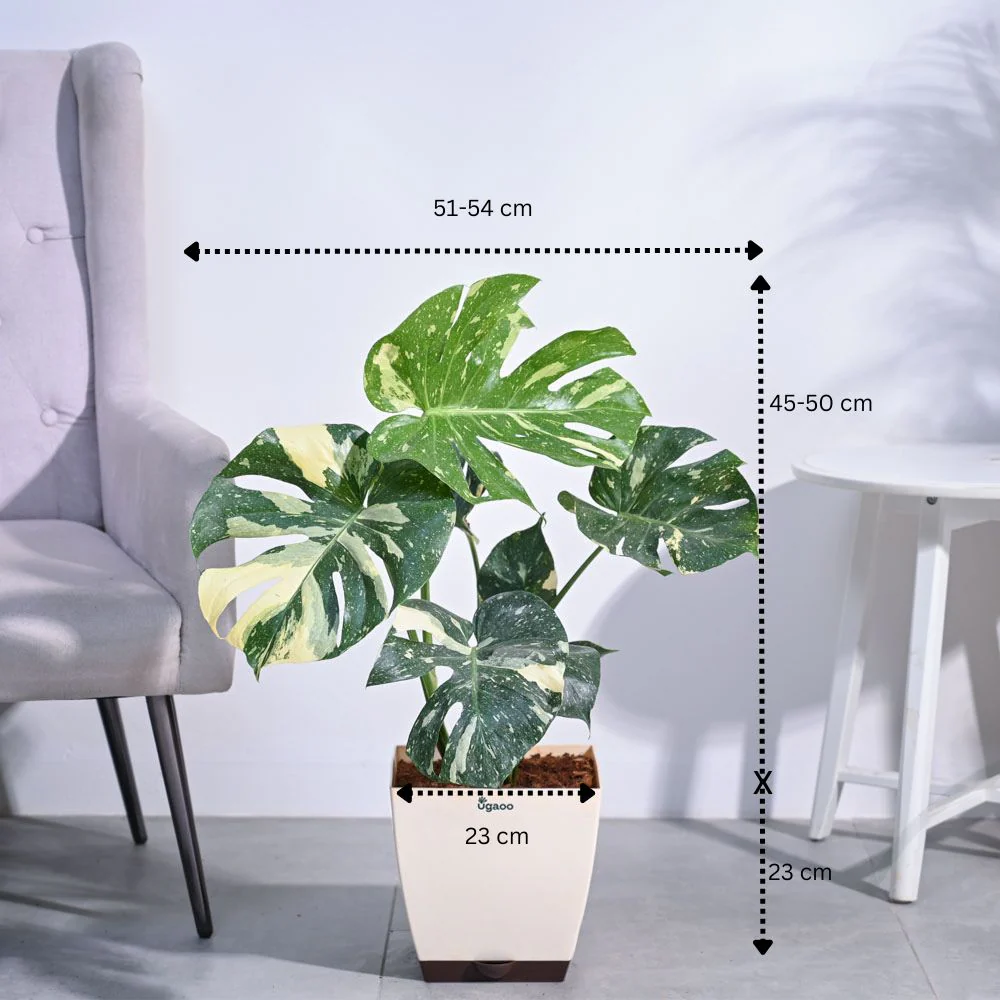 Monstera Thai Constellation XL - Image 3