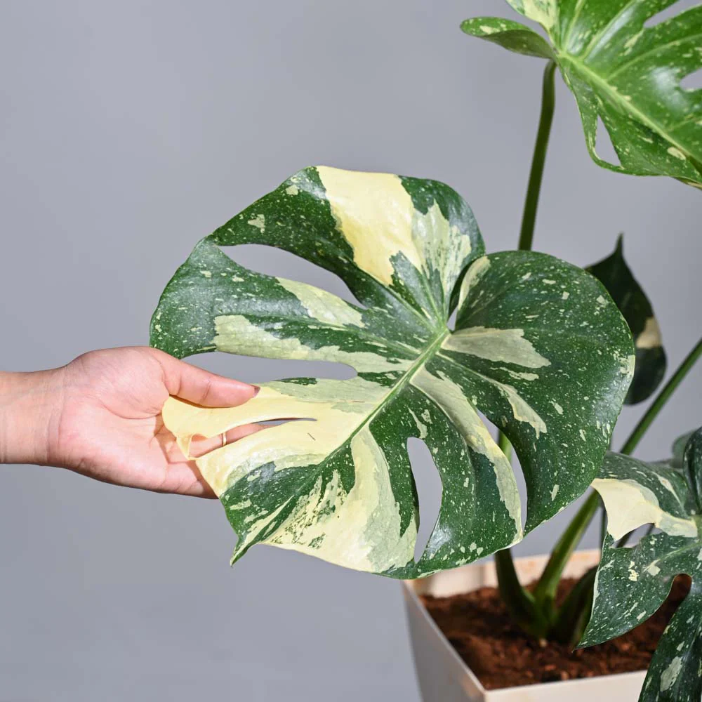 Monstera Thai Constellation XL - Image 4