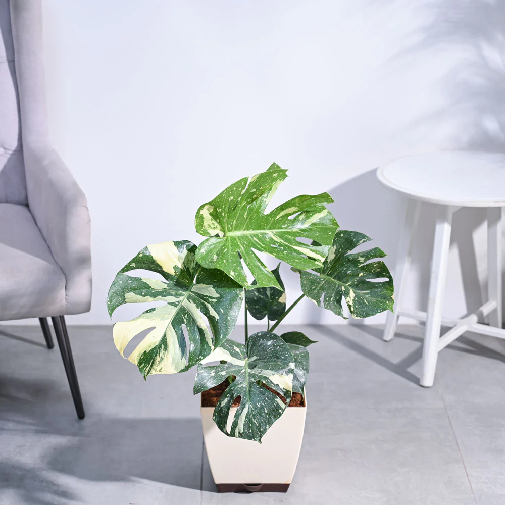 Monstera Thai Constellation XL - Image 5