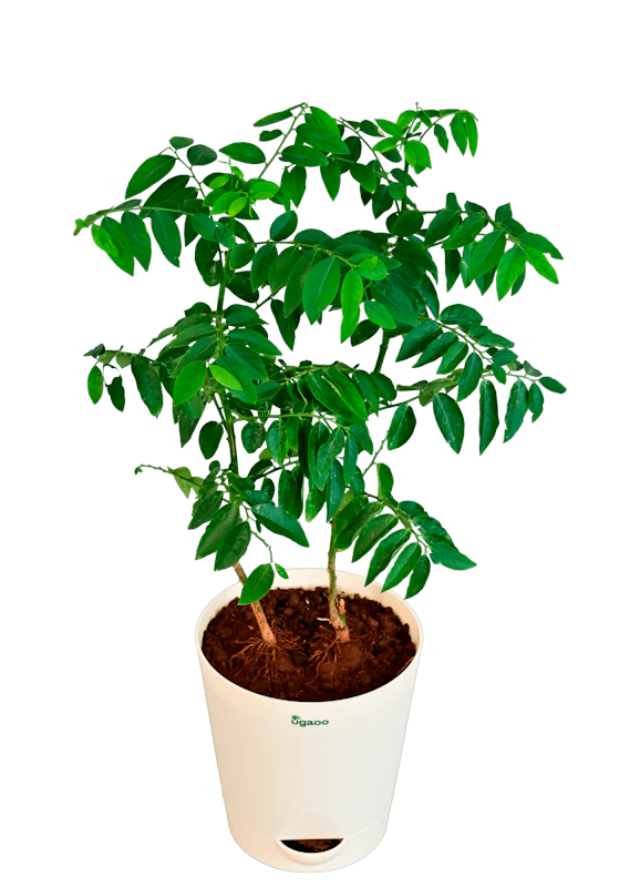 Multivitamin Plant