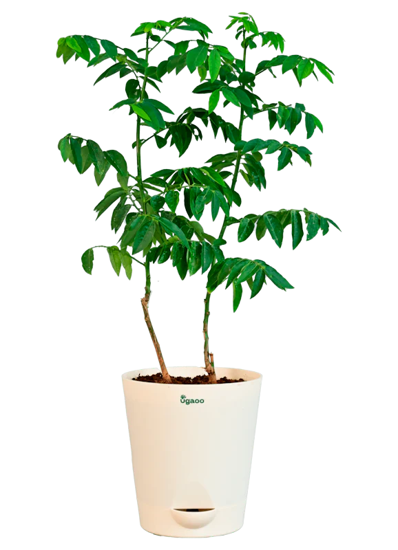 Multivitamin Plant - Image 2