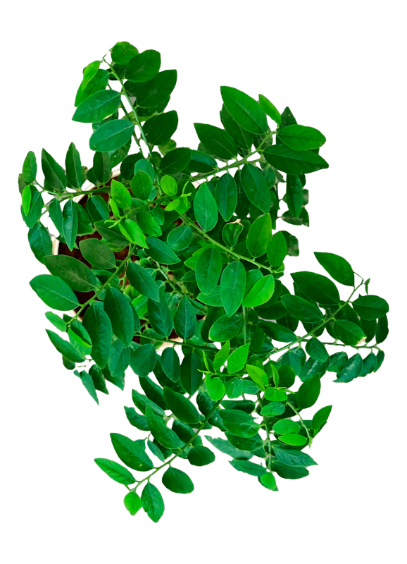 Multivitamin Plant - Image 3