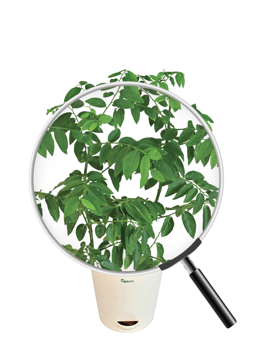 Multivitamin Plant - Image 4