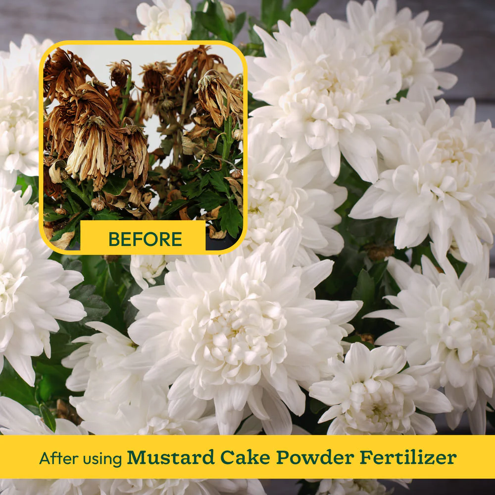 Mustard Cake Powder - Image 6