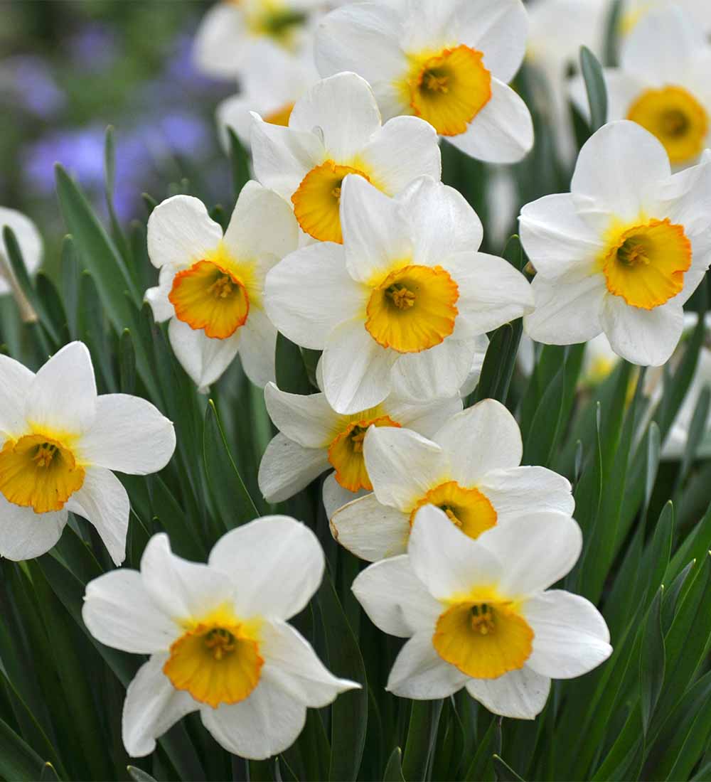 Narcissus Bulbs - Image 2