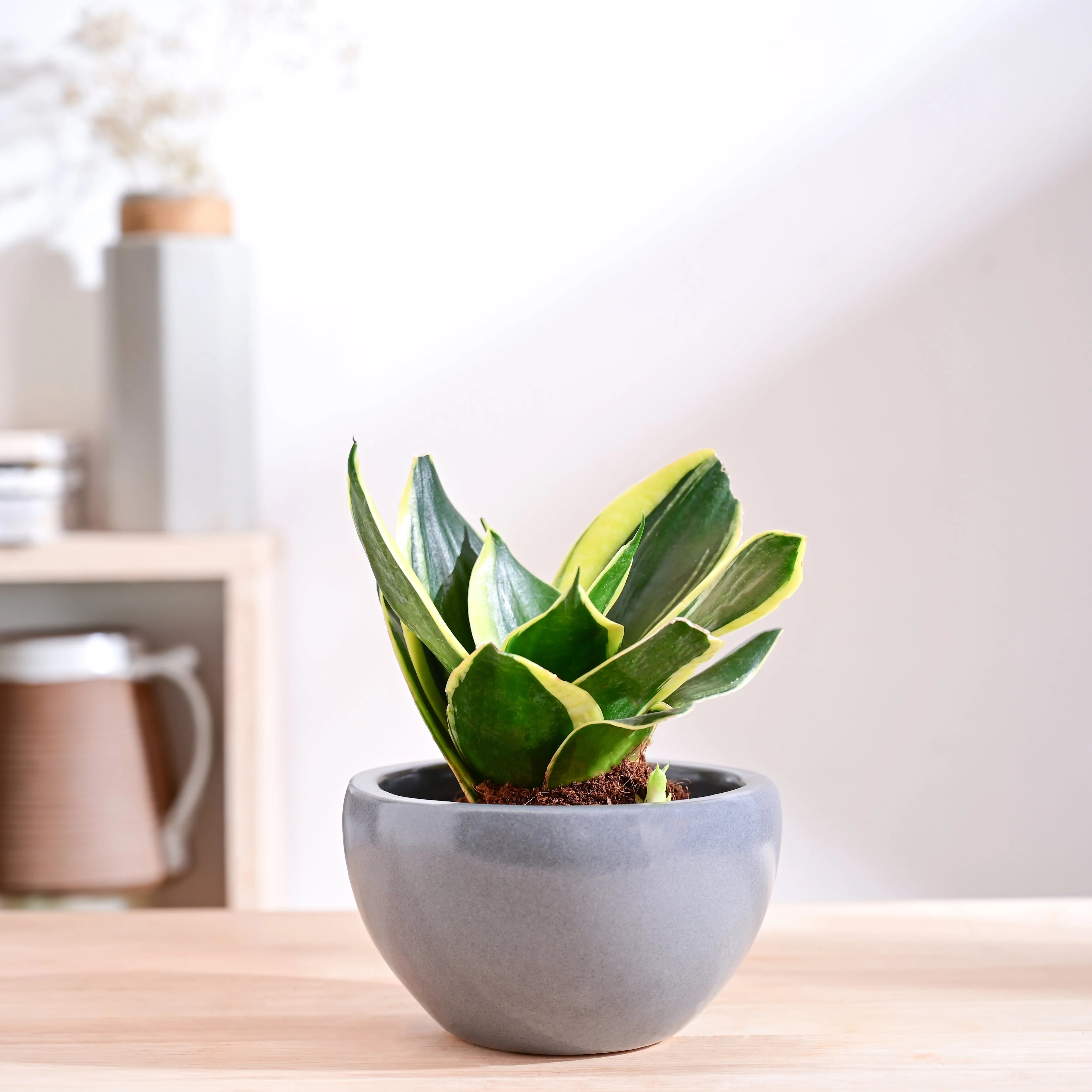 Nature's Hum Fat Ceramic Planter - Image 17