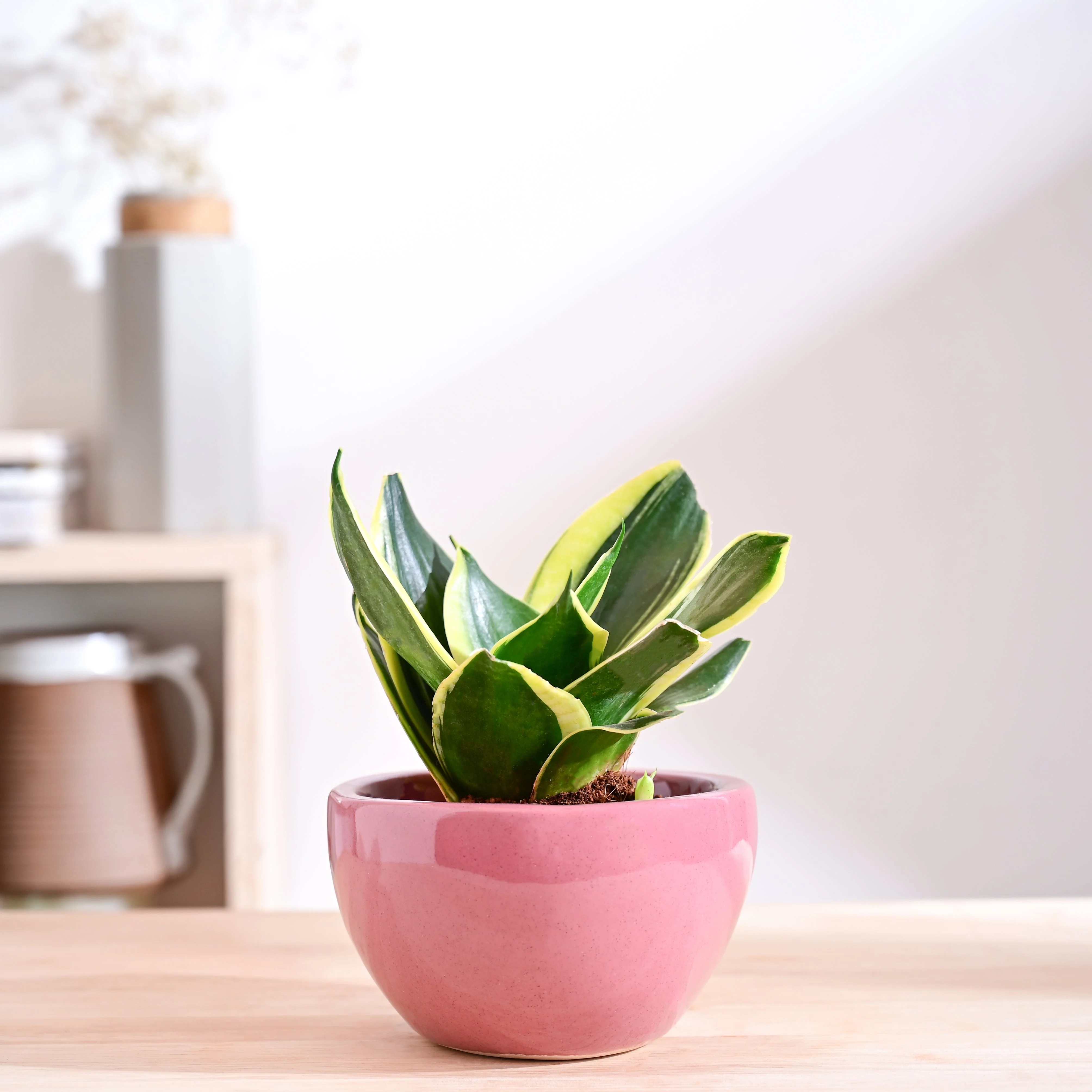 Nature's Hum Fat Ceramic Planter - Image 25
