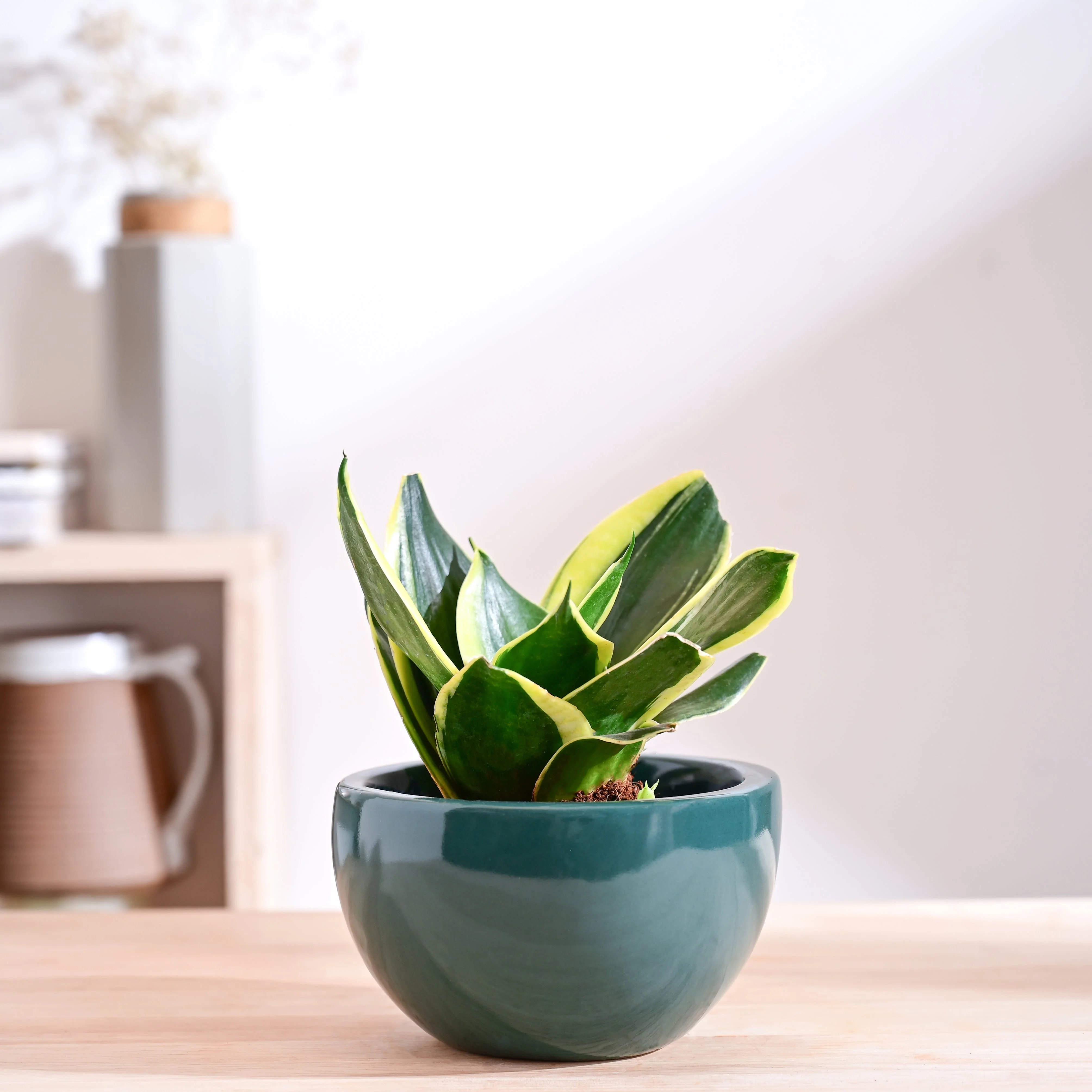 Nature's Hum Fat Ceramic Planter - Image 9