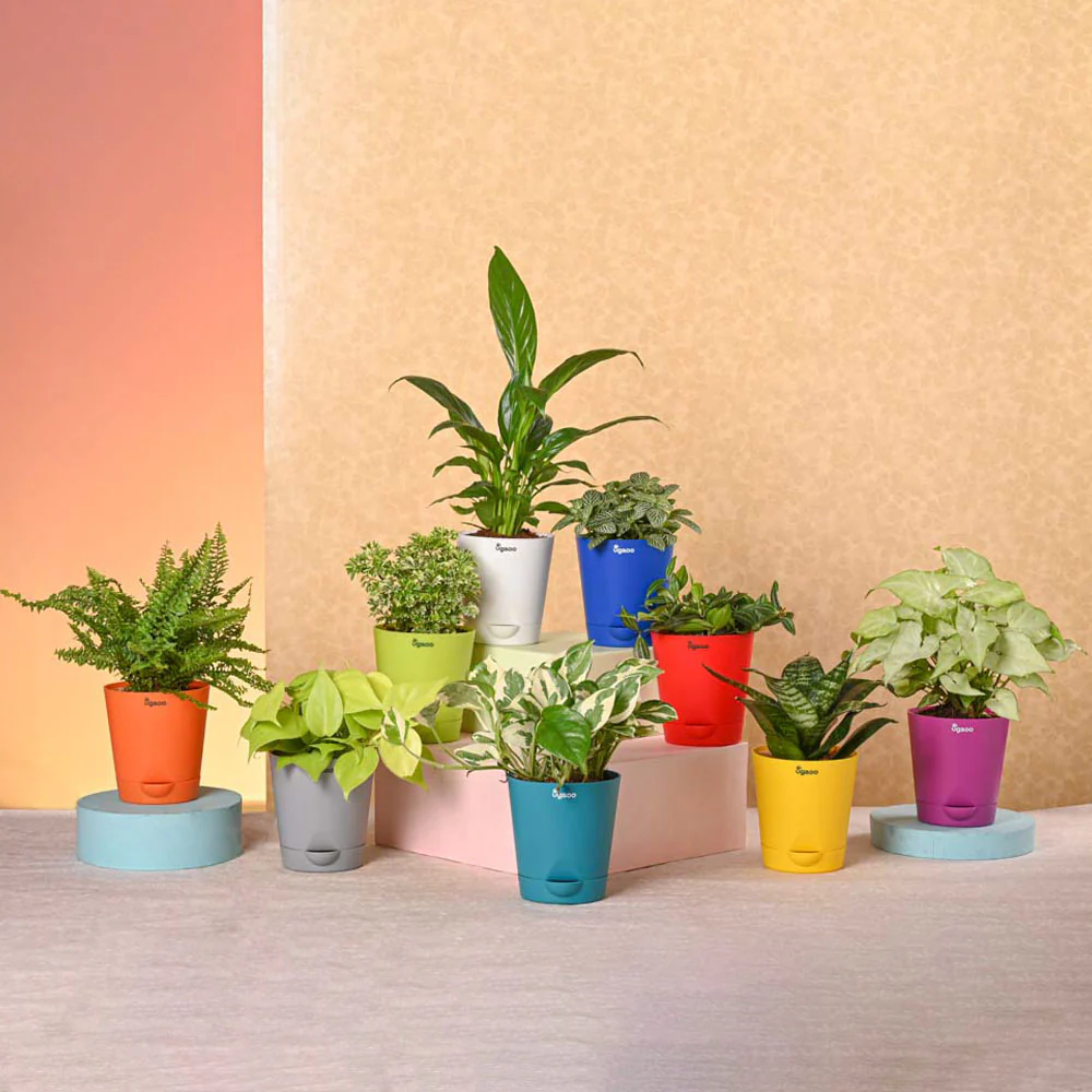 Navratri Celebration Plant Bundle - Image 2
