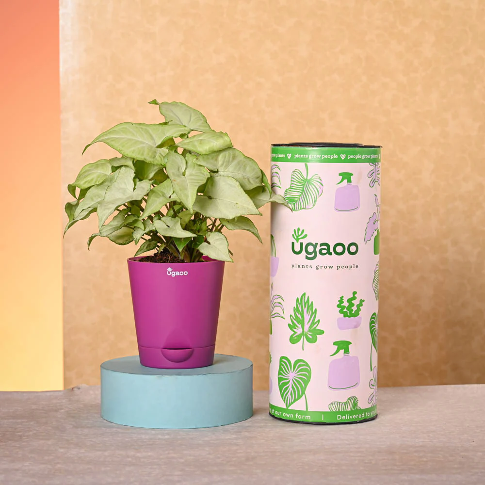 Navratri Celebration Plant Bundle - Image 3