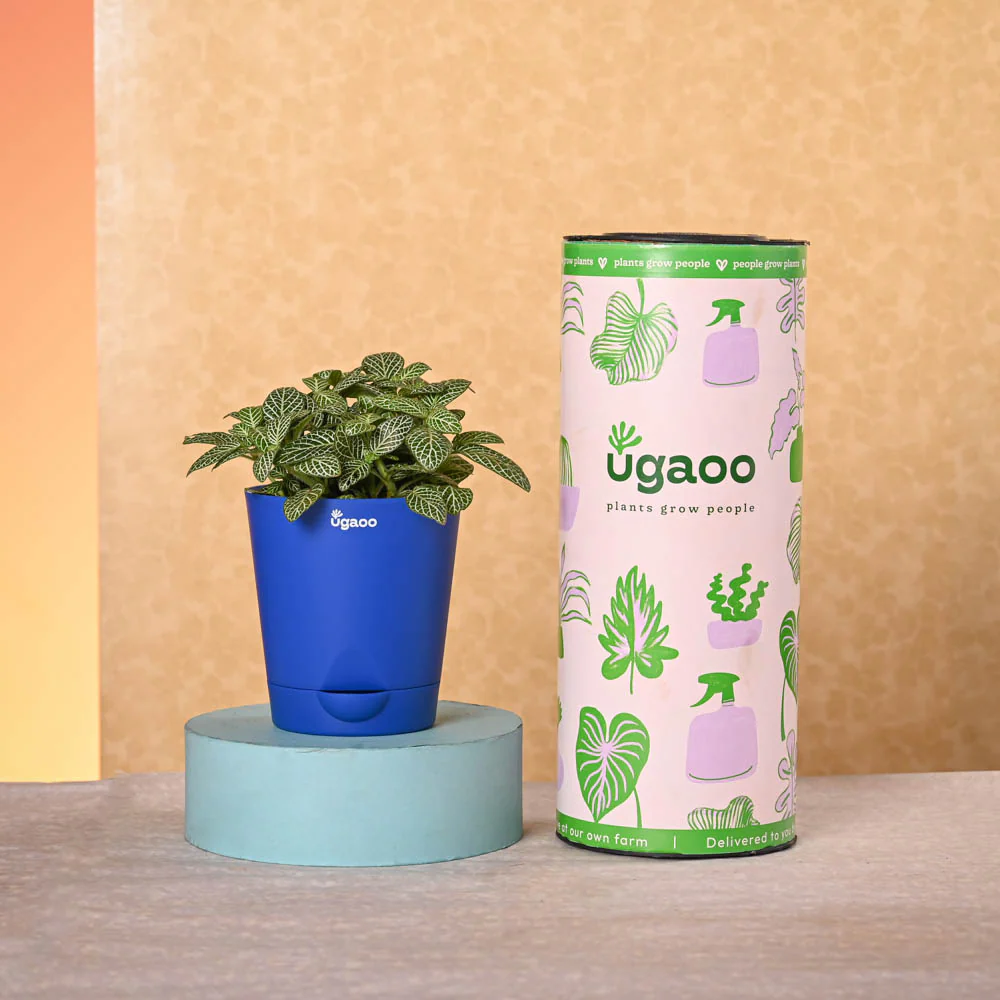 Navratri Celebration Plant Bundle - Image 8