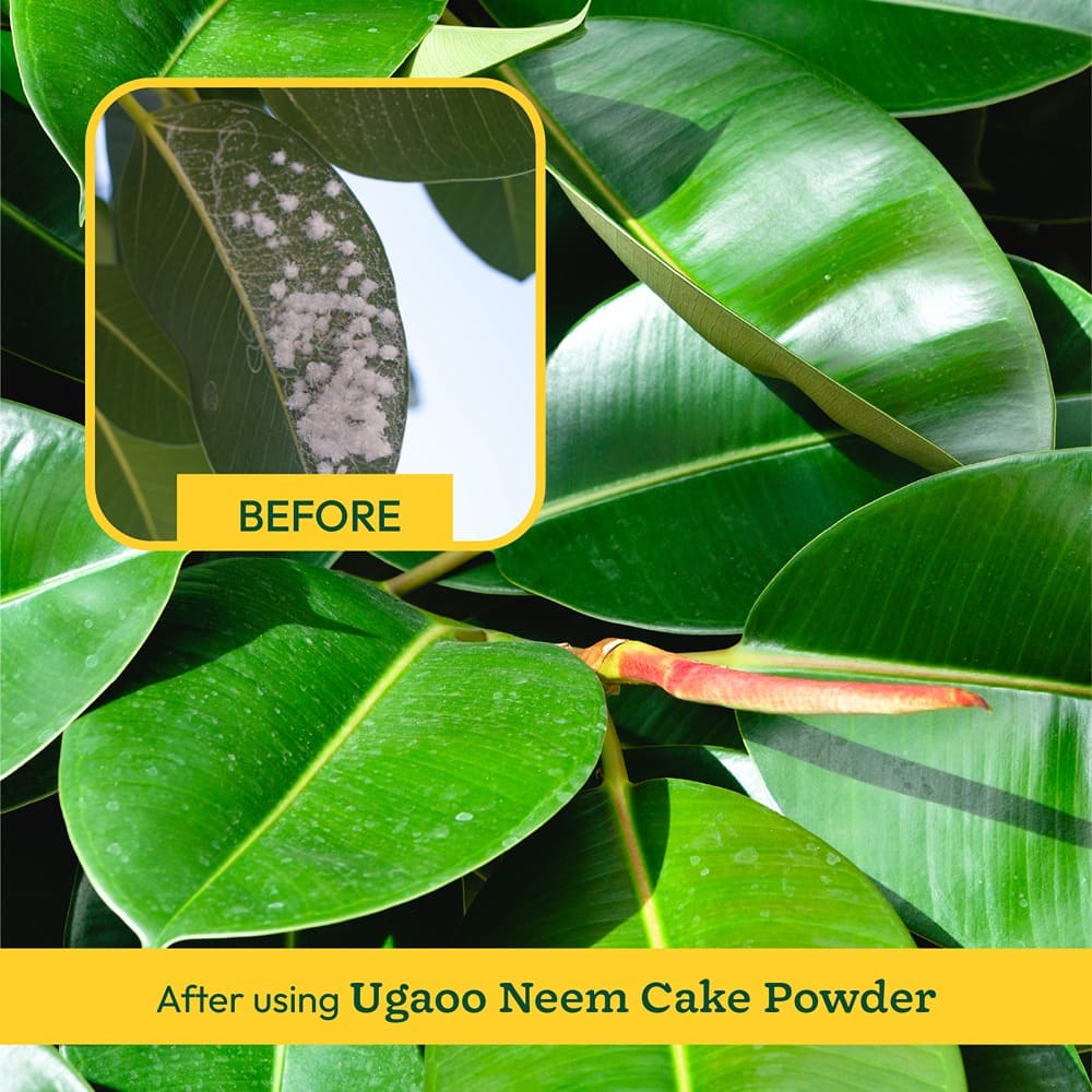 Neem Cake Powder - 1 kg - Image 6