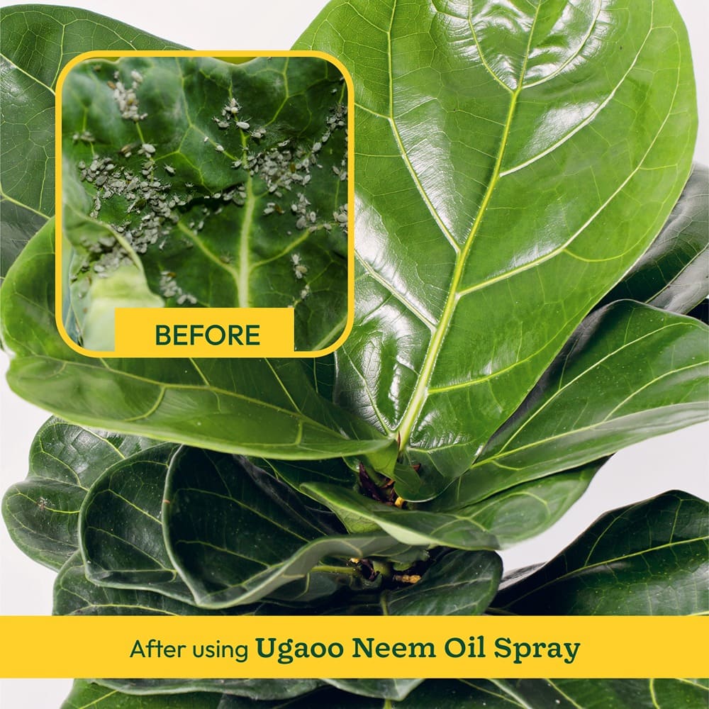 Neem Oil - 250 ml - Image 7