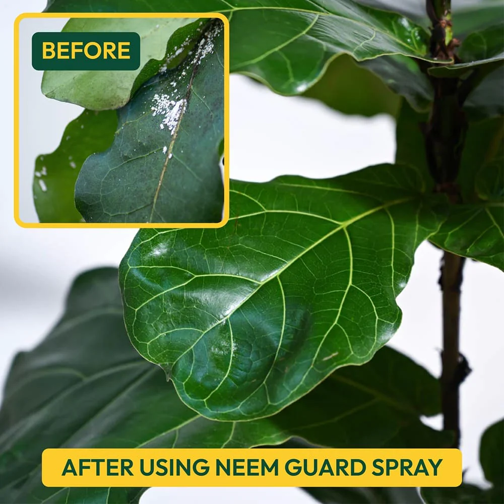 Neem Guard Ready-to-Use Neem Oil Spray - 500 ml - Image 6