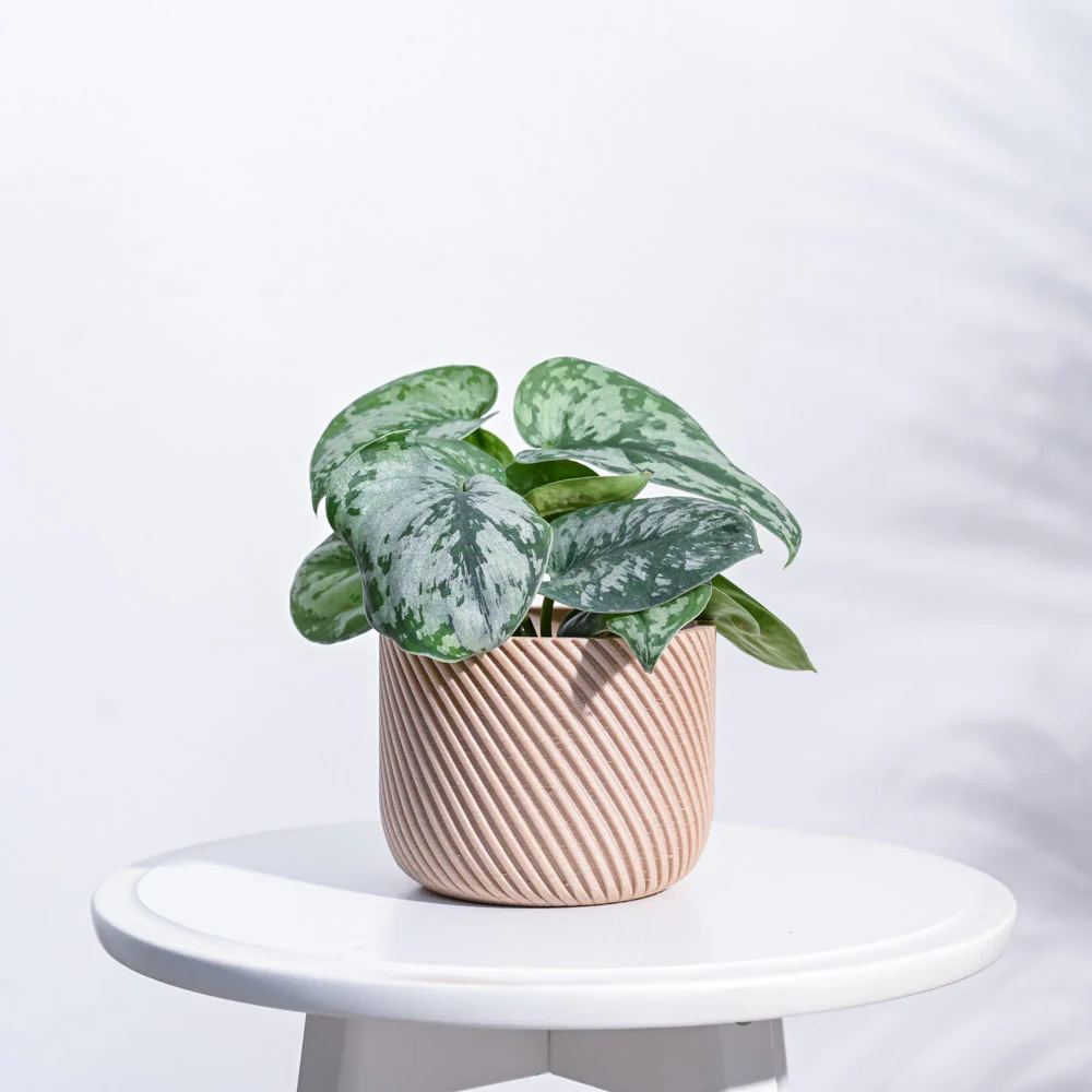 Oblique Elegance Wooden Pot - Image 6