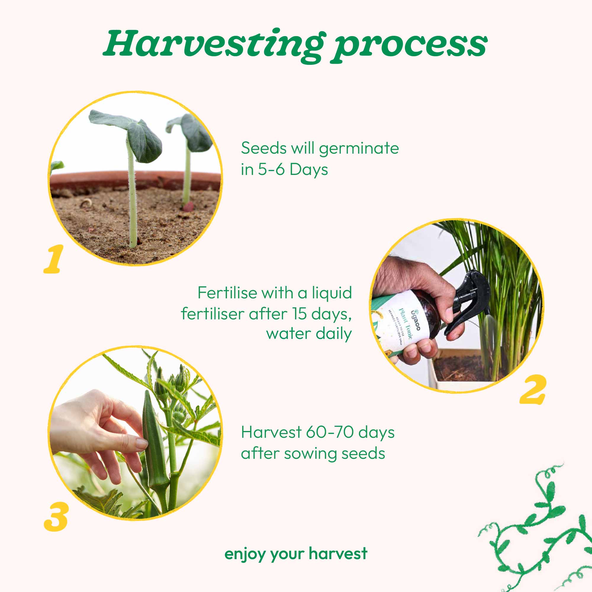 Okra Seeds (Lady Finger) - Image 23