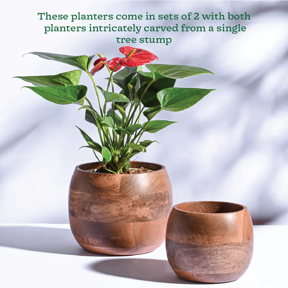 Orbit Wooden Planter - Set of 2 - Image 4