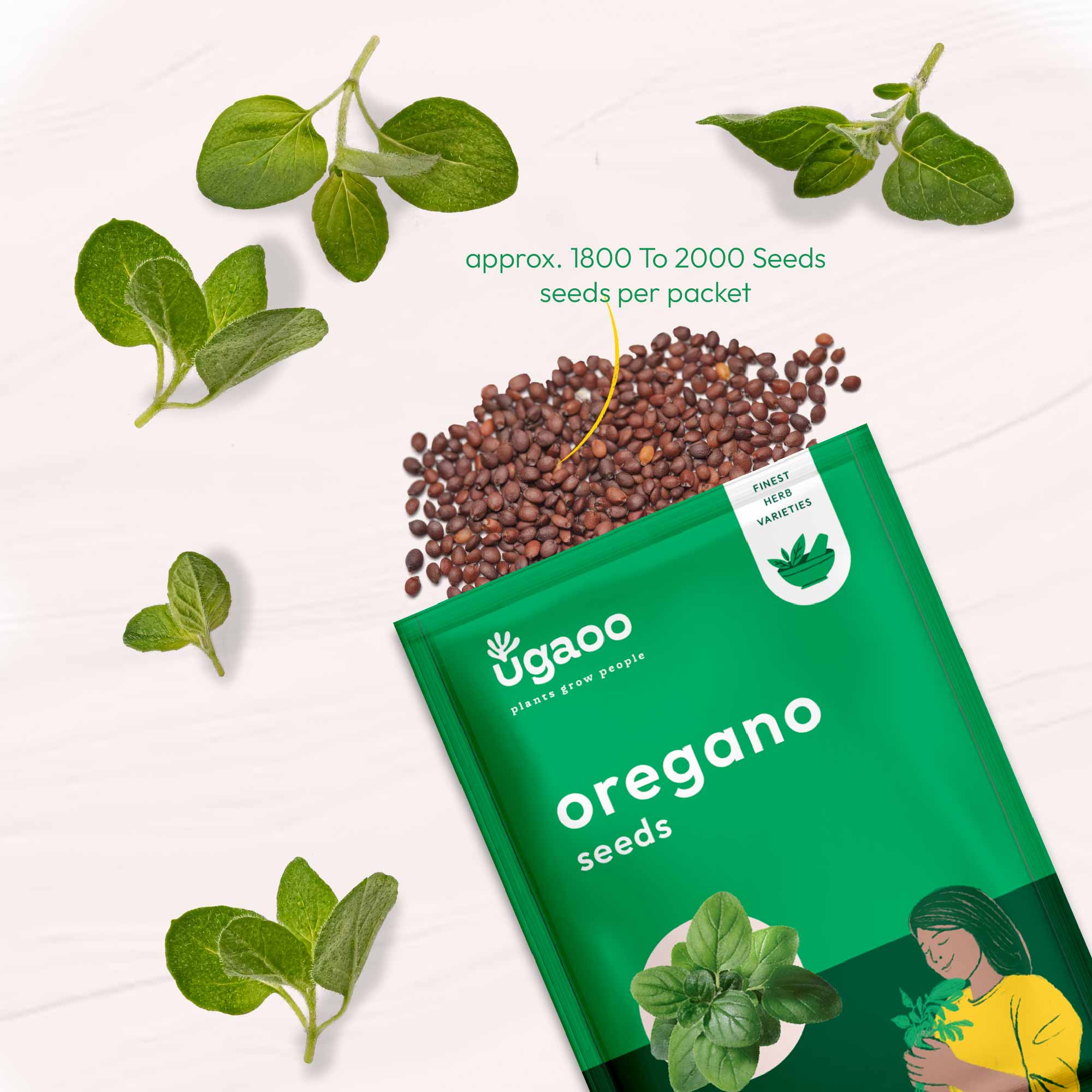 Oregano Seeds - Image 3