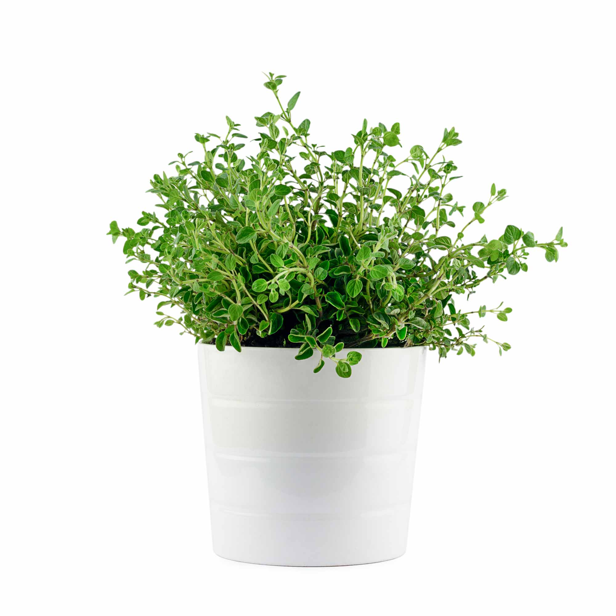 Oregano Seeds - Image 9