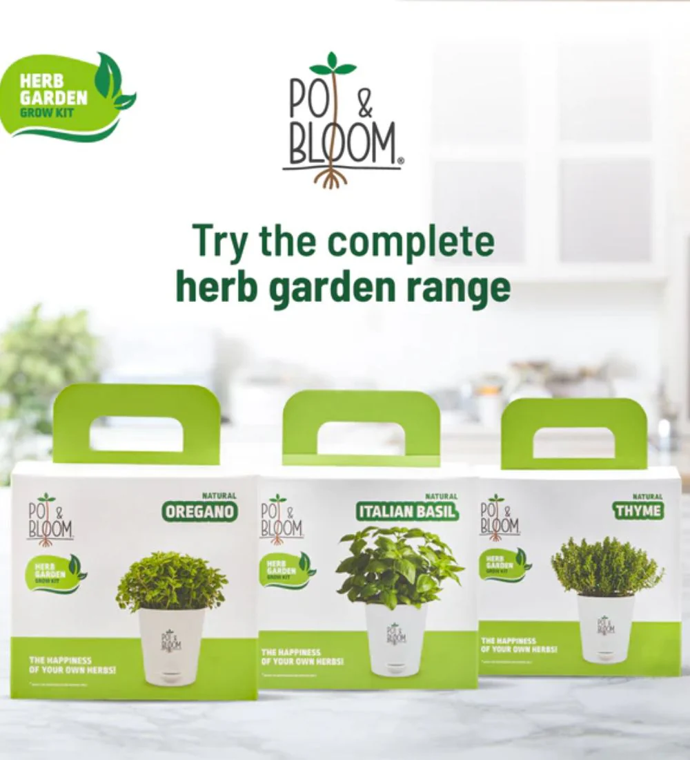 Oregano Grow Kit - Image 5