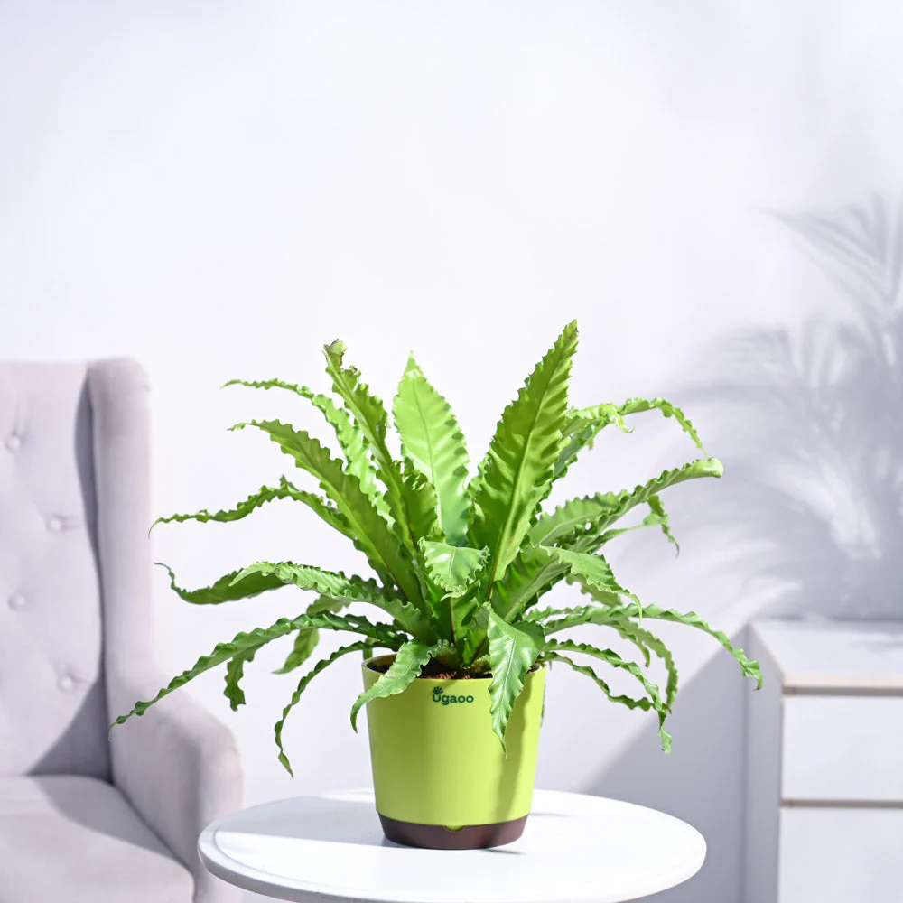 Osaka Bird Nest Fern - Image 18