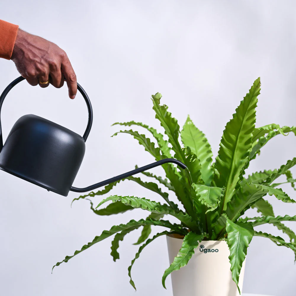 Osaka Bird Nest Fern - Image 19
