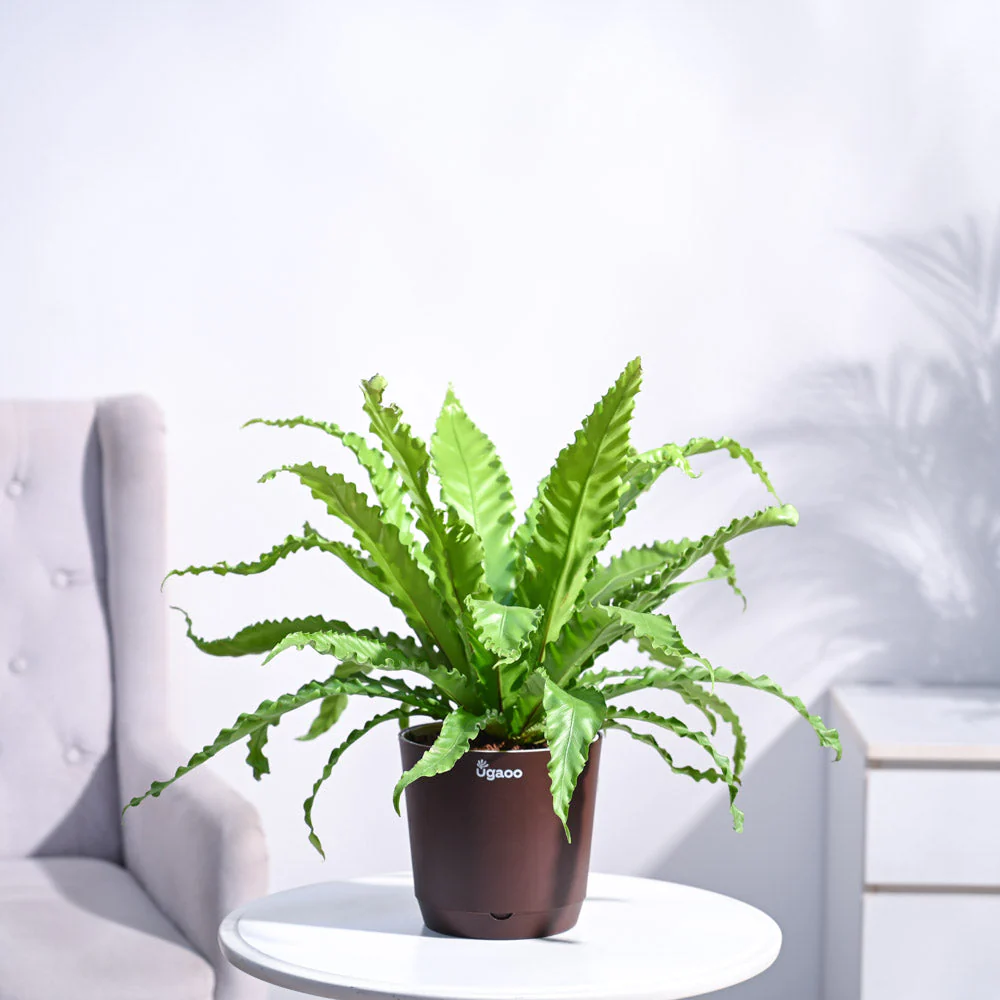 Osaka Bird Nest Fern - Image 2