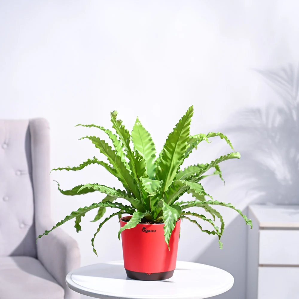Osaka Bird Nest Fern - Image 22