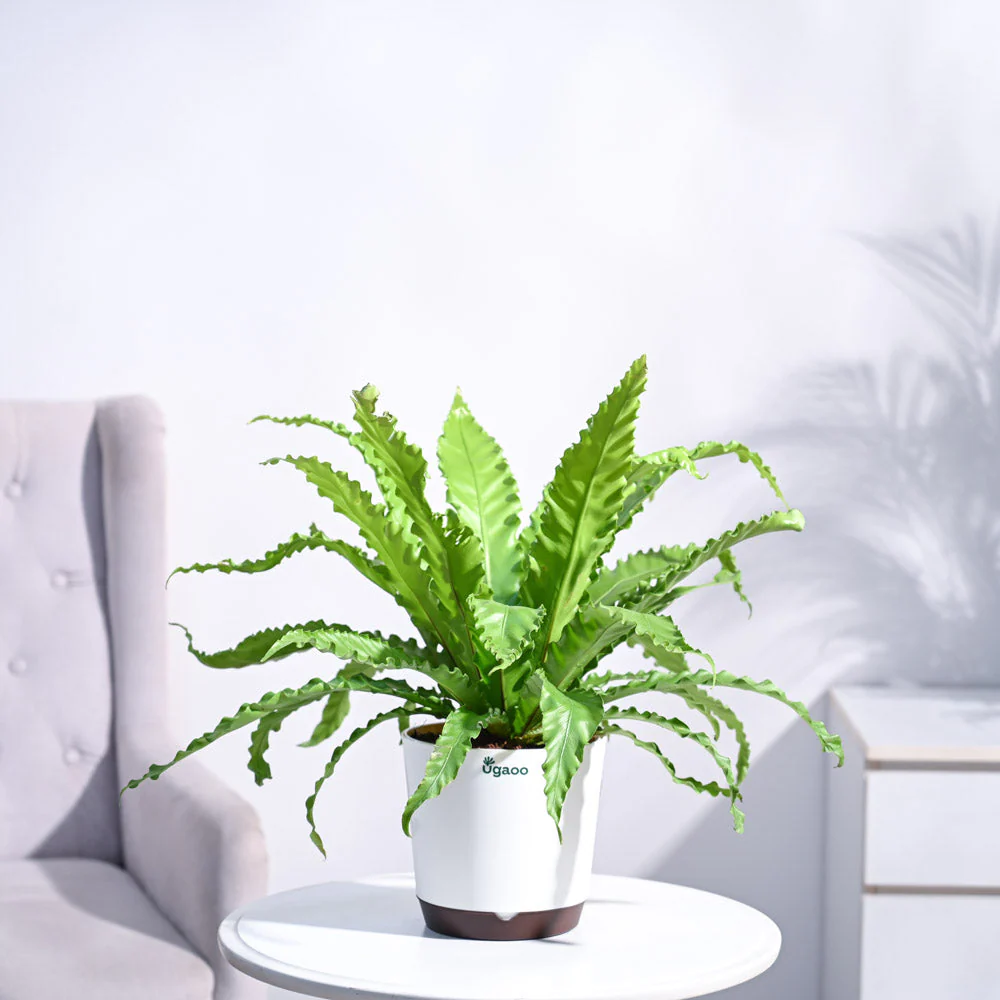 Osaka Bird Nest Fern - Image 27