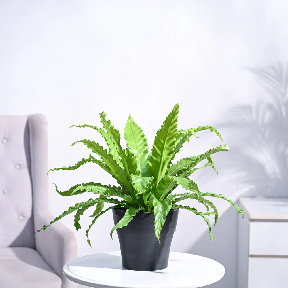 Osaka Bird Nest Fern - Image 3