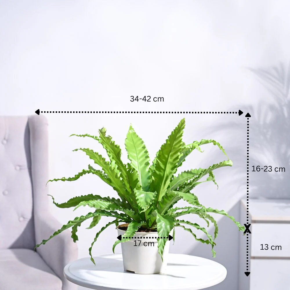 Osaka Bird Nest Fern - Image 37