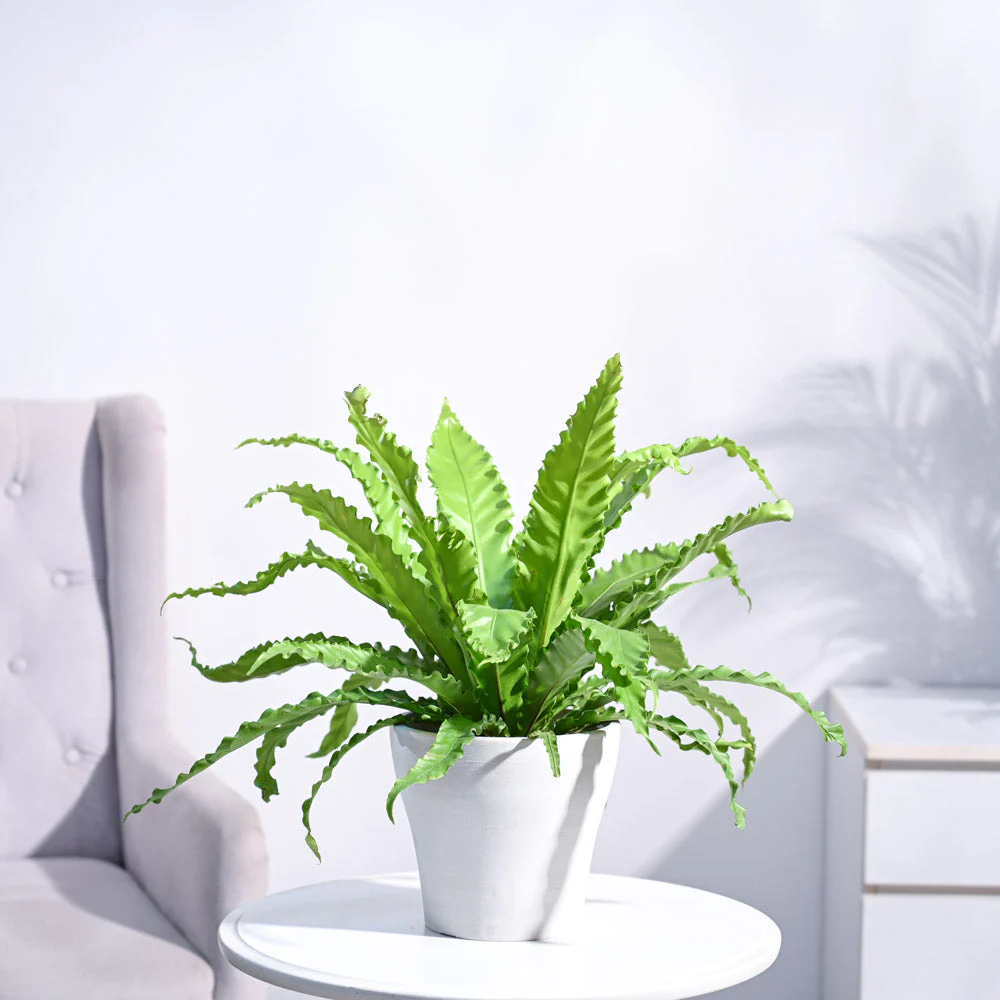 Osaka Bird Nest Fern - Image 40