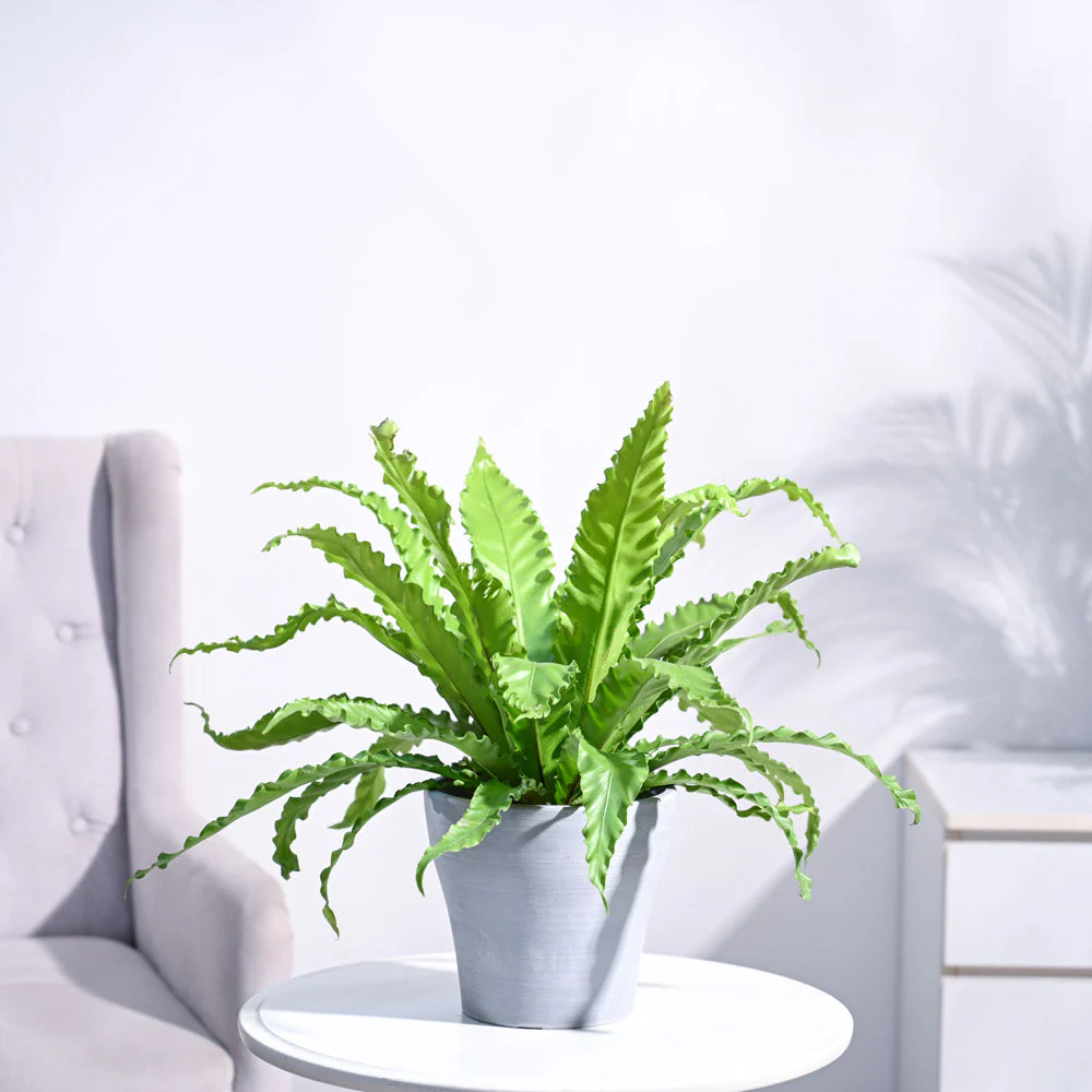 Osaka Bird Nest Fern - Image 45