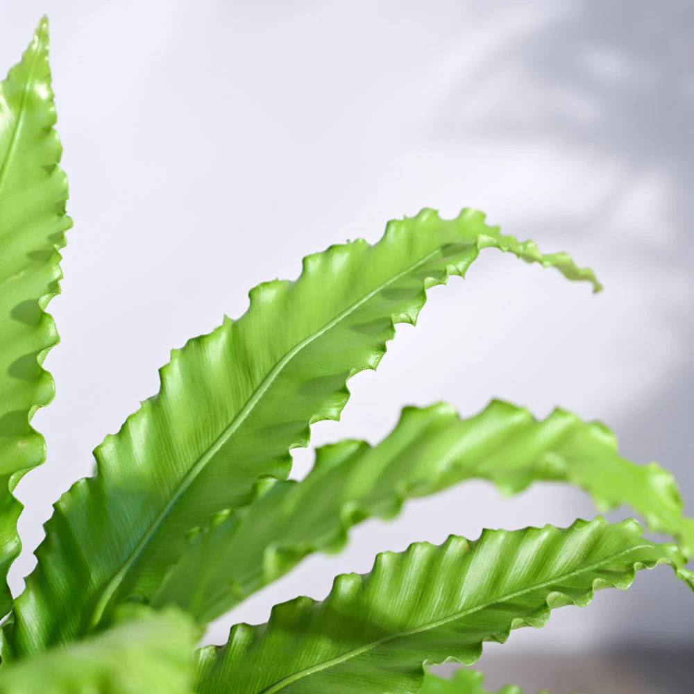 Osaka Bird Nest Fern - Image 46