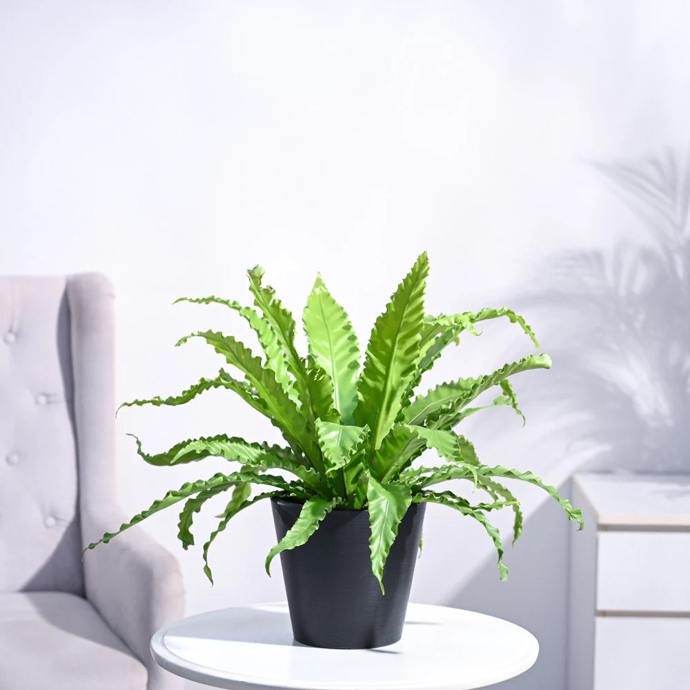 Osaka Bird Nest Fern - Image 50
