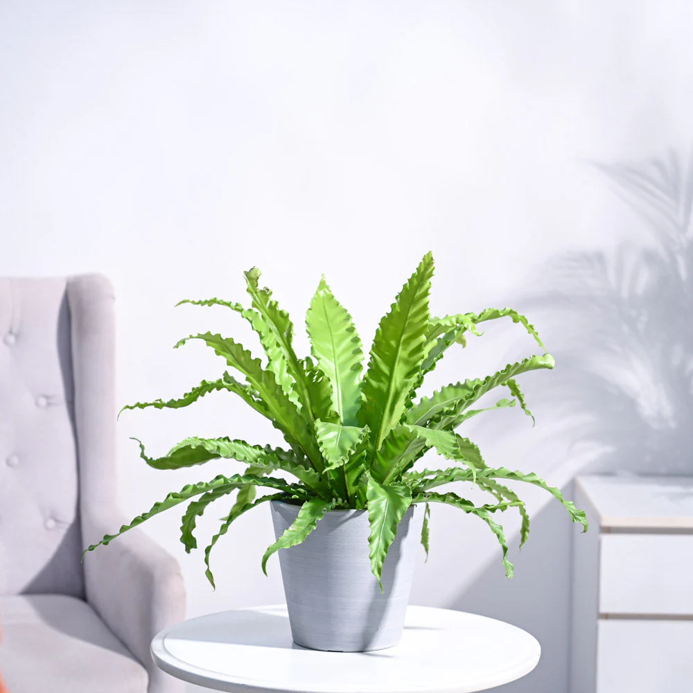 Osaka Bird Nest Fern - Image 55