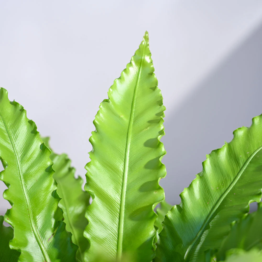 Osaka Bird Nest Fern - Image 59