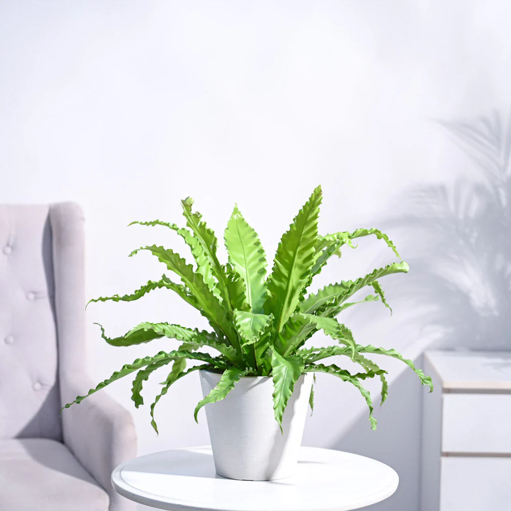 Osaka Bird Nest Fern - Image 60