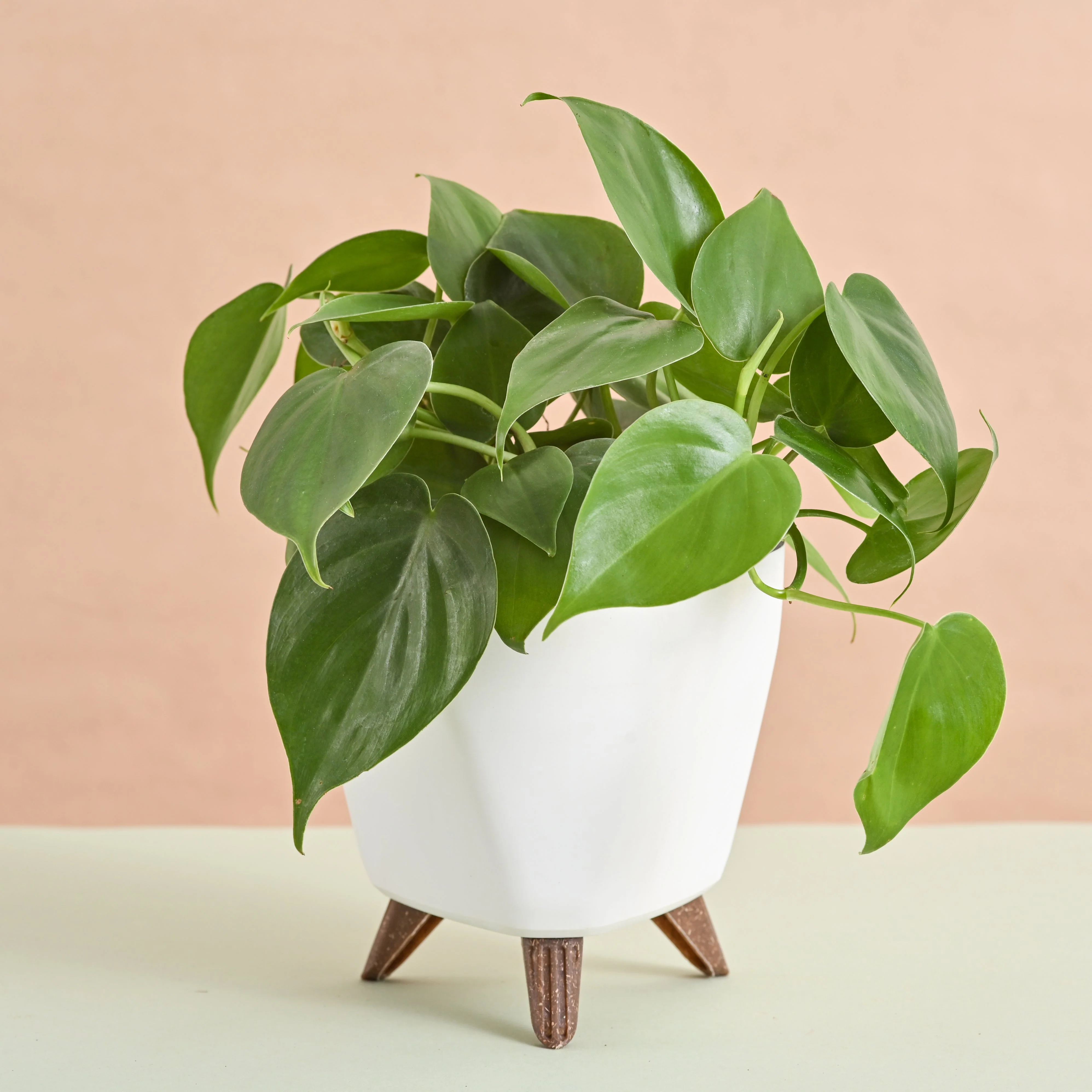 Oxycardium Green Plant Gift for Women's Day - Image 4