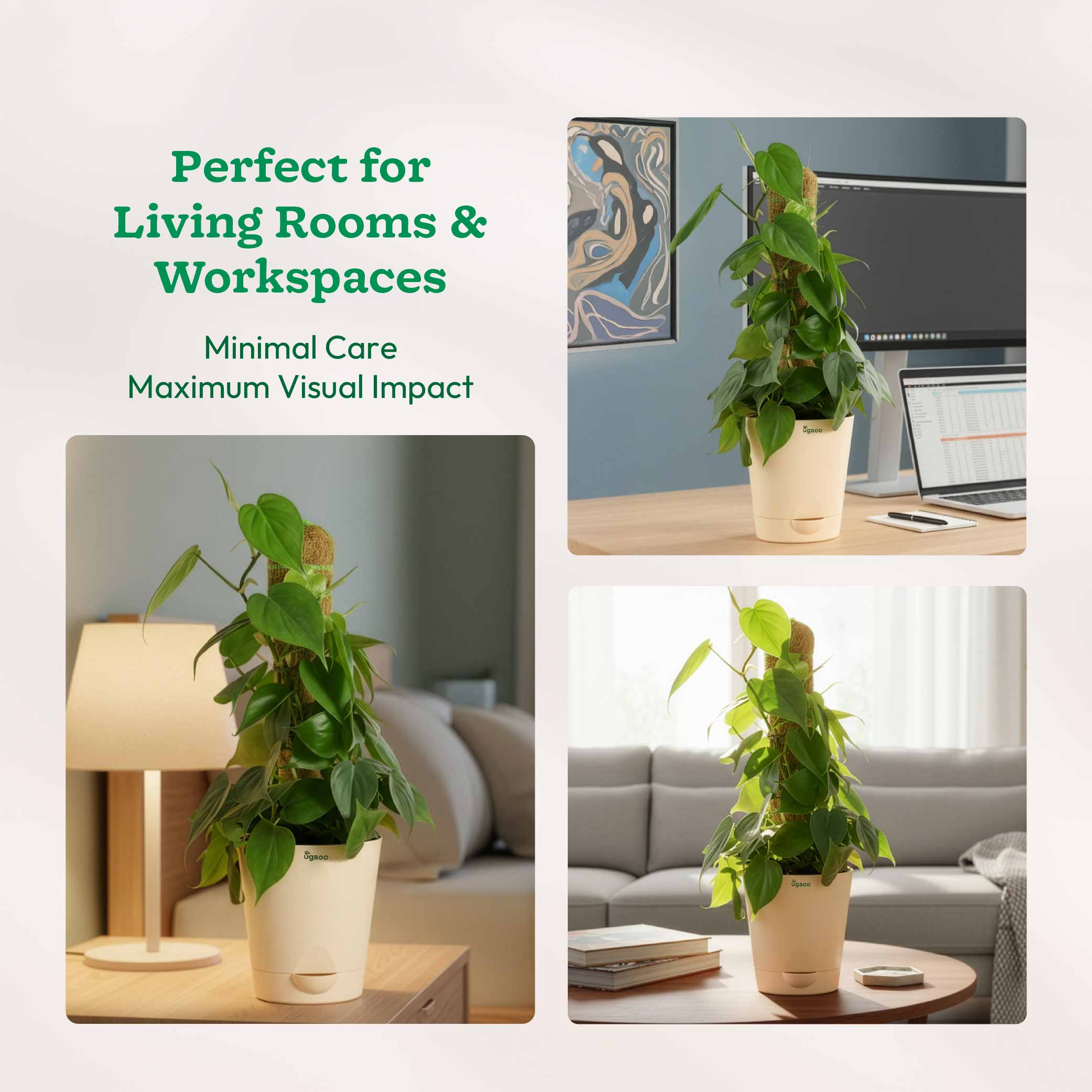 Oxycardium Green Plant with Moss Stick - Medium - Image 3