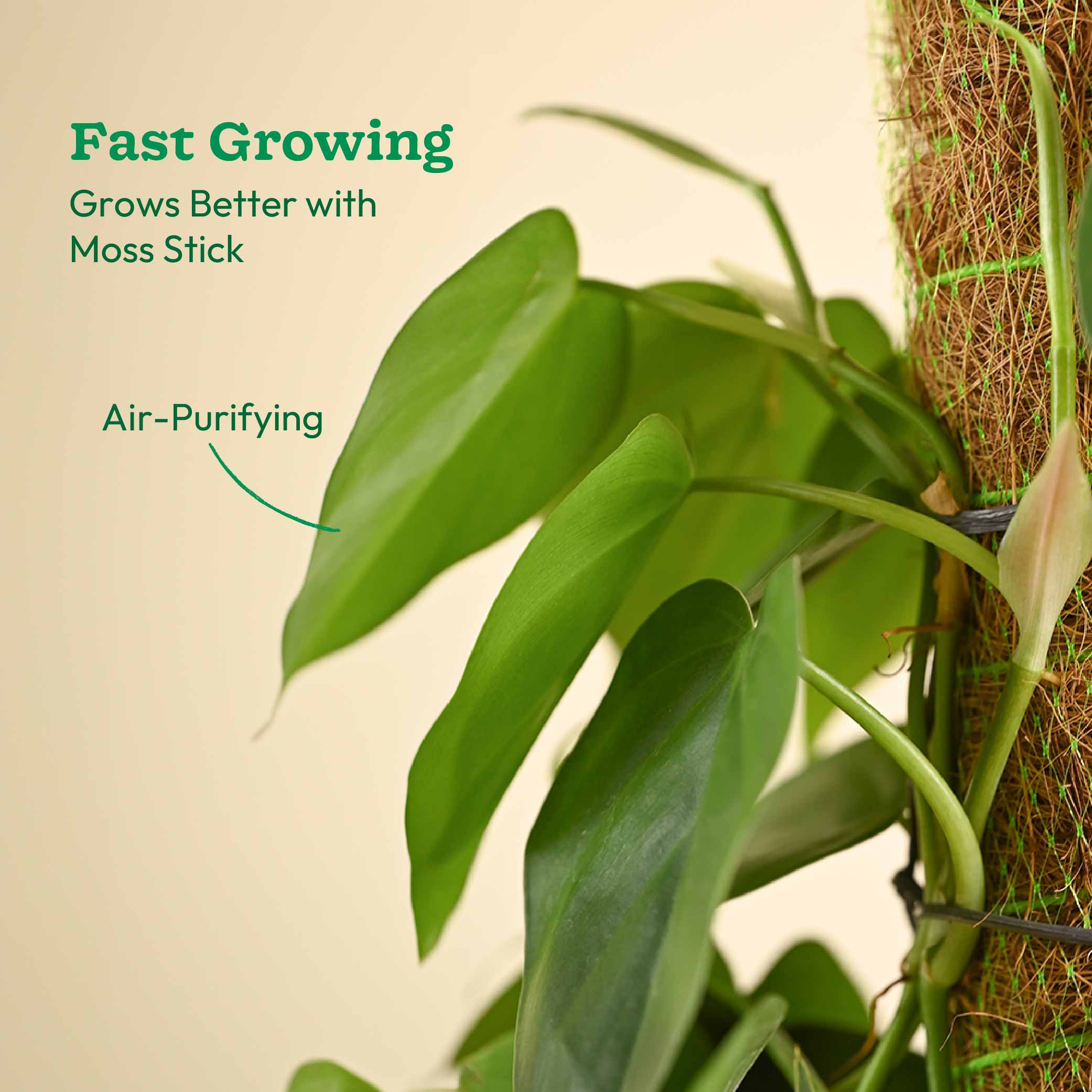 Oxycardium Green Plant with Moss Stick - Medium - Image 5