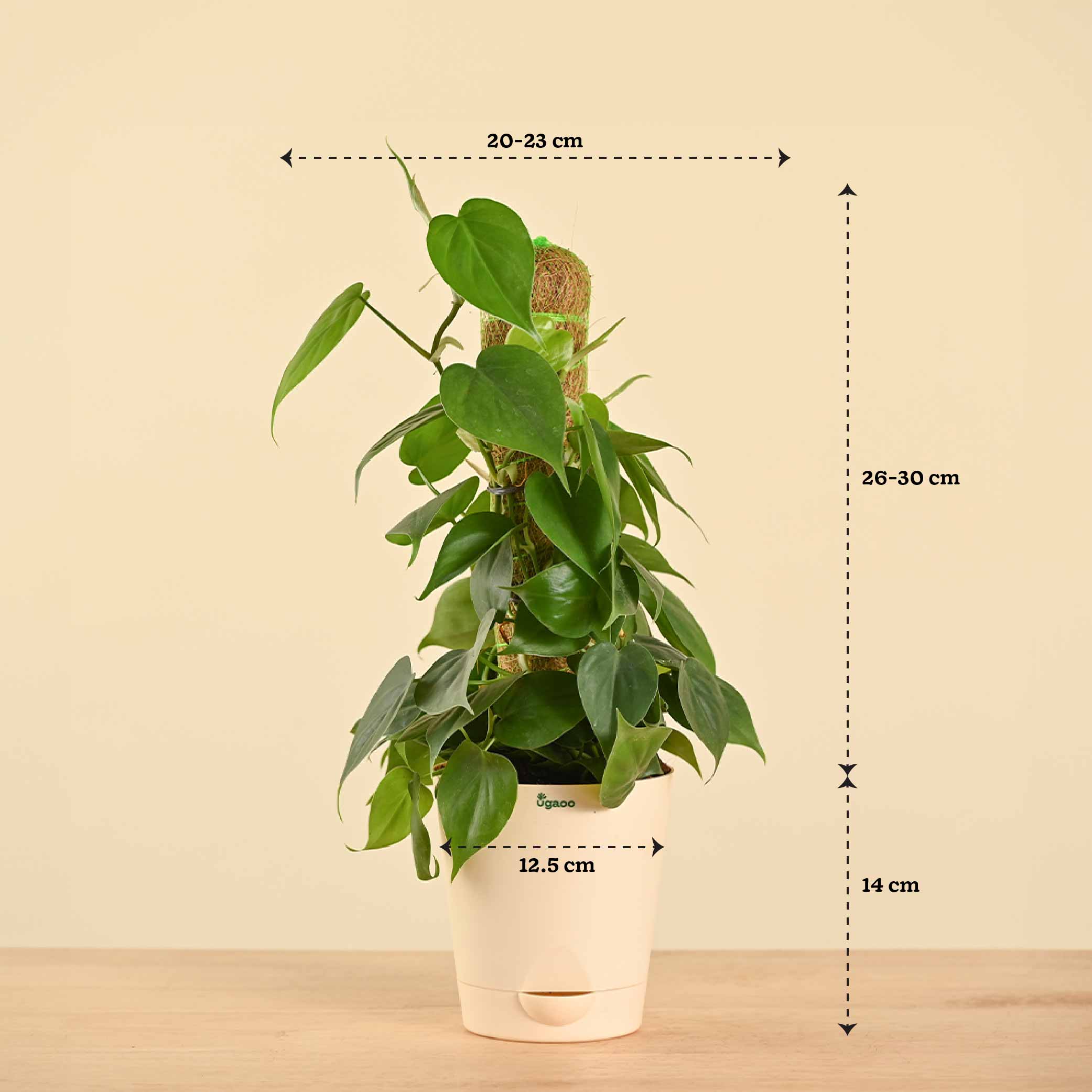 Oxycardium Green Plant with Moss Stick - Medium - Image 7