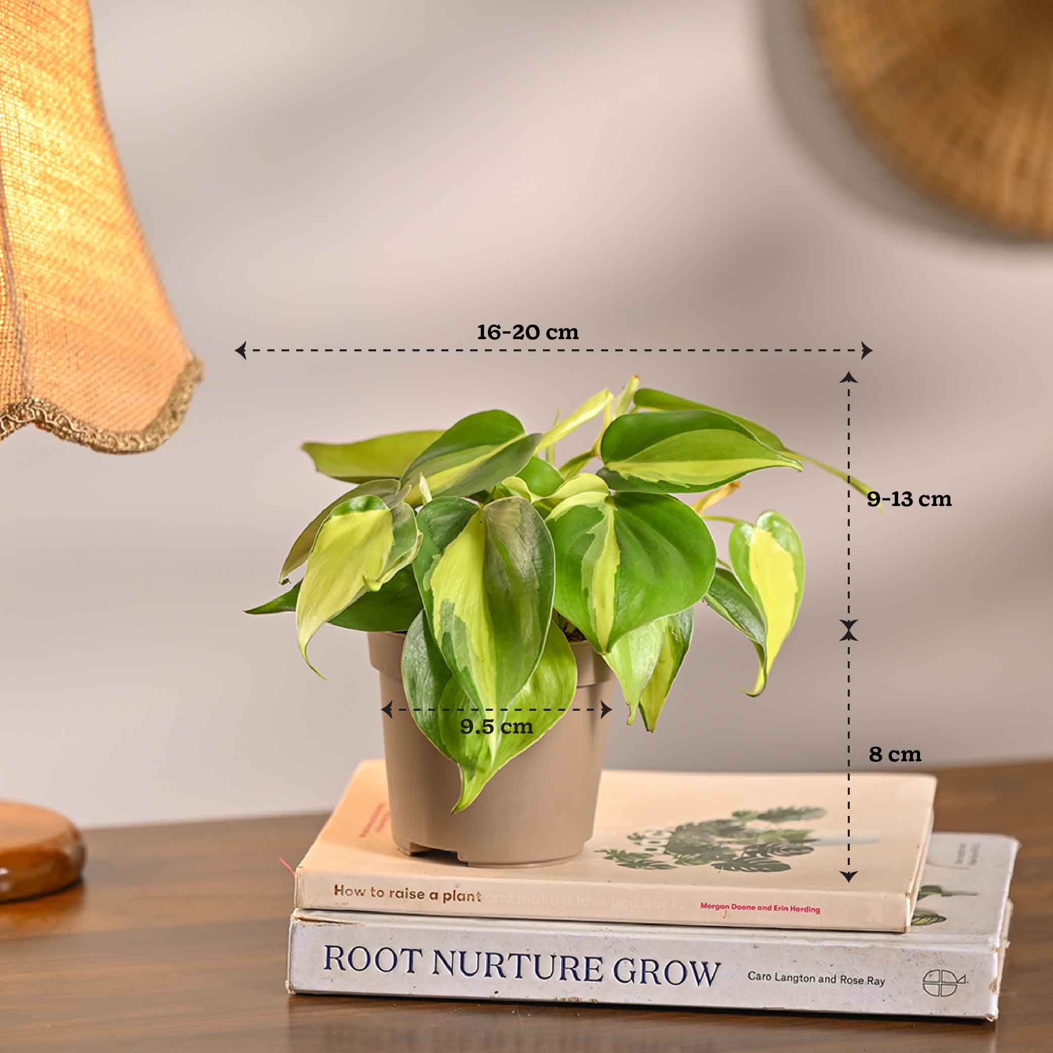 Pack of 4 Home Decor Plant Bundle - Image 6