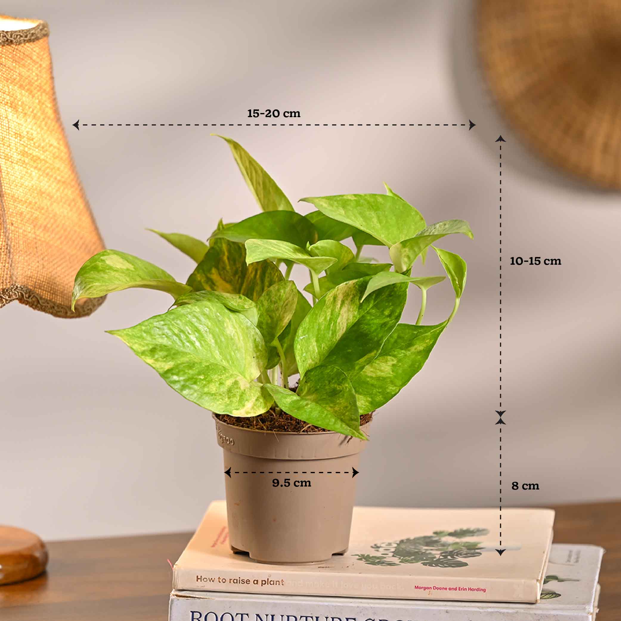Pack of 4 Home Decor Plant Bundle - Image 7